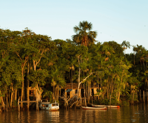 Amazon Corridor Restoration project in Brazil
