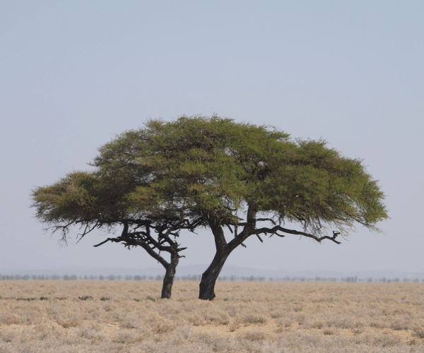 Sahel Greenbelt Initiative in Senegal